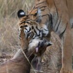 pench